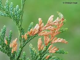 Image result for kabatina thujae