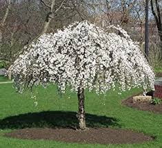 We did not find results for: Amazon Com Dwarf Weeping Cherry Tree