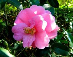 Camellia Inspiration Flowers Plants Peonies