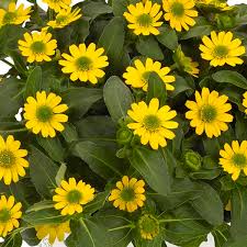 Image result for sanvitalia combine in pots