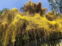 Image result for Cuscuta abyssinica