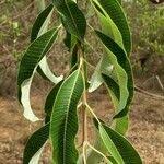 Image result for Ozoroa