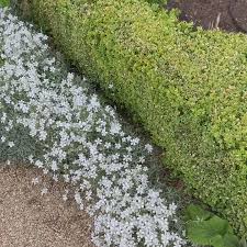 Image result for Cerastium indicum