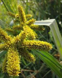 Image result for Cyperus dives