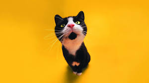Download and use 30,000+ hd wallpaper 1920x1080 stock photos for free. 48 Funny Hd Wallpapers 1080p On Wallpapersafari