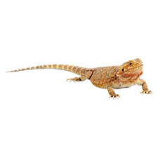 Découvrez tout de suite de nouvelles offres de nos dernières gammes chez boohooman. Bearded Dragon Care Sheet Supplies Petsmart