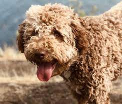 Lagotto romagnolo ✔️ italienischer wasserhund & trüffelhund. Lagotto Romagnolo Charakter Haltung Pflege Digidogs