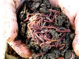 How many worms for garden tower. Avoid Costly Compost Worm Mistakes Garden Bed Worm Farm Online