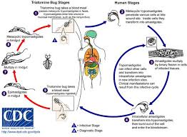 Chagas Disease Infectious Diseases Msd Manual Professional Edition