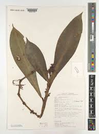 Image result for Pollia condensata