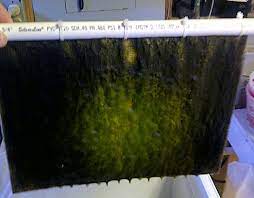Epingle Sur Diy Algae Scrubber