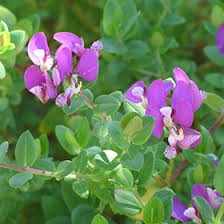 Image result for Polygala petitiana