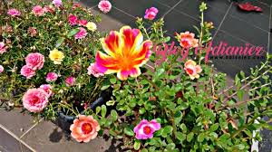 Nama lain ialah bunga kembang petang, bunga pukul sepuluh, rose moss, sun plant, japanese rose dan keperluan: Taman Mini Di Tepi Rumah Ros Jepun