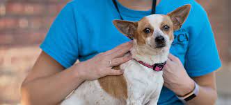 $95 (ages 6 months and older) 2. Lost And Found Pets Richmond Spca