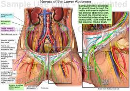 Thus, the lower back is involved in almost all activities of daily living. The Nervous System Of The Abdomen Lower Back And Pelvis Anatomy Of The Nervous System Of The Lower Torso Anatomy Medicine Com