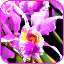 We have same day delivery on hawaiian inspired bouquets with beautifully unique exotic flowers. Amazon Com Exotic Tropical Flowers Wallpaper Appstore For Android