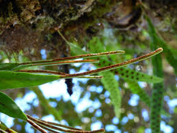 Image result for Lepisorus