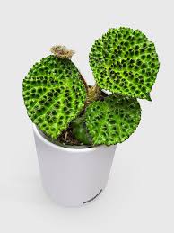 Image result for Begonia fusialata