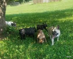 Pets and animals sunfield 1,200 $. Hammar French Bulldogs Veterinarian Rapid River Michigan