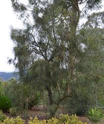Image result for Acacia stuhlmannii