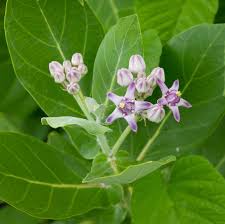 Image result for Calotropis gigantea