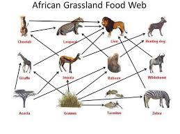 Start studying tropical grassland food web. String Activity Teaching Resources