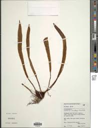 Image result for Elaphoglossum chevalieri