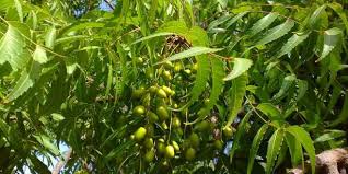 Neem has long been used in ayurvedic and folk medicine and is likely native to the indian subcontinent and dry areas of south asia. What Are The Unique Health Benefits Of A Neem Tree Dogon Yaro Scholars Ark