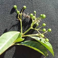 Image result for Pavetta johnstonii