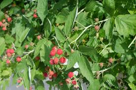 Image result for Rubus iringanus
