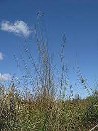 Image result for Eragrostis macrochlamys