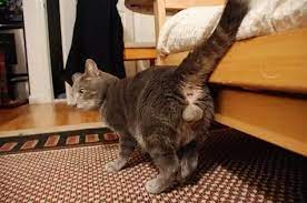 kediler ne zaman kisirlastirilmali kedi kisirlastirma yasi suzionline