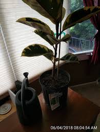 If you have trouble getting it out, you can lightly tap the bottom of the pot or shake the. Should I Repot A Newly Purchased Rubber Plant Gardening Landscaping Stack Exchange