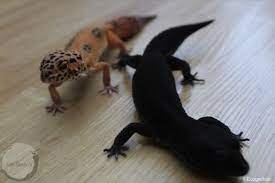She had a lump on her lower belly for constipation about 4 years ago and healed great. Black Night Leopard Geckos Interview With Jayden Coleman Of Eco Geckos Gecko Time