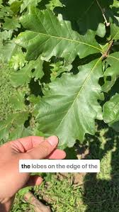 Image result for white oak leaf