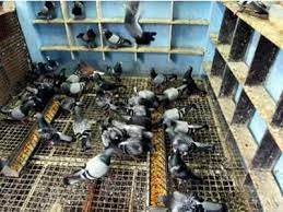 To diagnose bird flu, a healthcare professional will take a swab from a person's nose or throat. 190 Pigeons Dead In Ahmedabad Bird Flu Suspected Ahmedabad News Times Of India