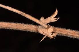 Image result for Rhaptopetalum roseum