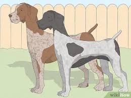 The gsp was probably derived from the german bird dog crossed with various german scenthounds. 3 Ways To Identify A German Shorthaired Pointer Wikihow Pet