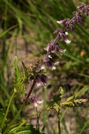 Image result for Orthosiphon schimperi