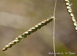 Image result for Paspalum plicatulum
