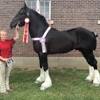 The original stock for the belgian was called brabant, and until the 1940s the brabant and the belgian were much in the same. in europe, by the end of world war ii, the brabant began to be selectively bred to be heavier, with a thicker body. 1