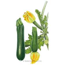 Sep 23, 2020 · pour the liquid mixture into the dry and stir just until combined (a few lumps are ok!). Black Beauty Summer Squash Seeds Vegetables Botanical Interests