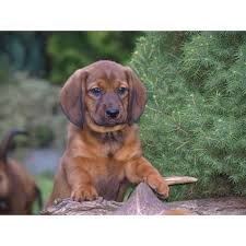 Image result for alpský brakýř jezevčíkovitý