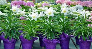 I'm sure they'll do getting even more blooms this year! Transplanting Potted Lilies To The Garden My Garden Life