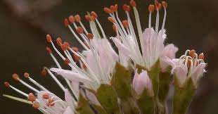 Image result for Combretum mossambicense