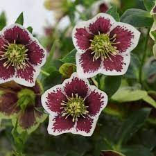 We did not find results for: Hellebores How To Grow Care For Hellebore Flowers Garden Design