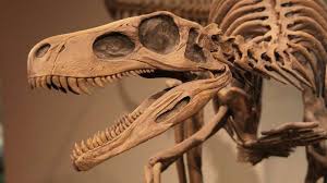 What does carbon dating mean? Fossil Definition Types Examples Facts Britannica