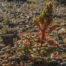Image result for Euphorbia torta