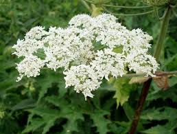 Image result for Heracleum