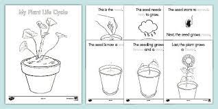 Free Printable Life Cycle of A Plant Worksheet
